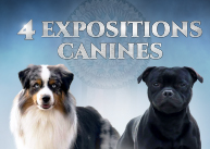 Saint-Joseph accueille la 4ème édition des expositions canines