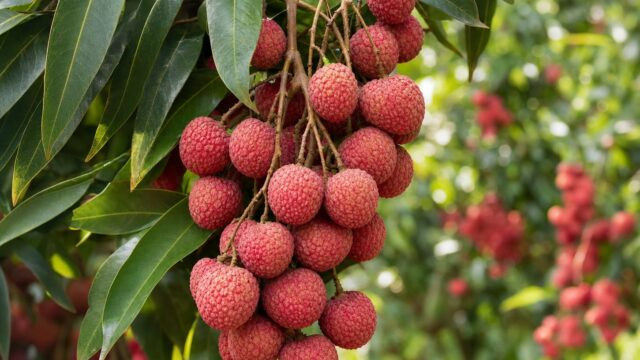 Letchis : une floraison encourageante, mais la récolte reste suspendue à la météo