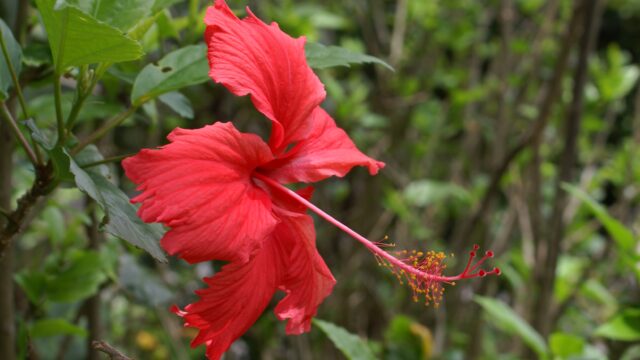 Festi-Plantes 2026 : la nature s&rsquo;invite à Saint-André